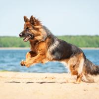 Berger allemand qui saute sur la plage