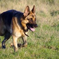 Berger Allemand qui court sur de l'herbe