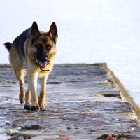 Berger Allemand qui marche sur un ponton