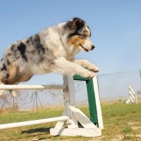 Berger australien qui fait de l'agility