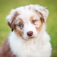 Chiot Berger australien dans l'herbe