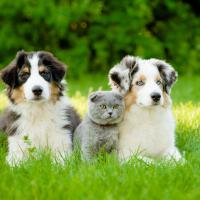 2 chiots Berger Australien avec un chat