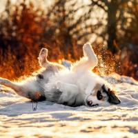 Chiot Berger australien dans la neige