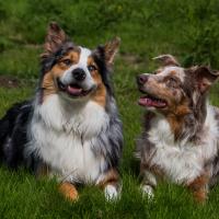 2 Bergers Australien couchés dans l'herbe