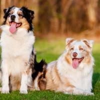 2 Bergers Australien couchés et assis dans la nature