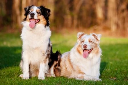 2 bergers australien couches et assis dans la nature