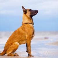 Berger Belge Malinois assis au bord de la mer