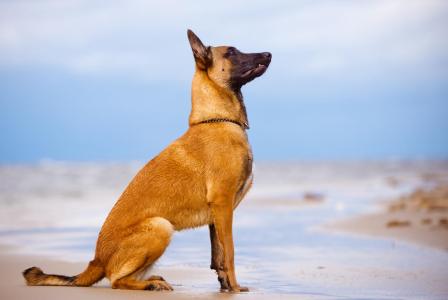 Tout Savoir Sur Le Berger Belge Malinois