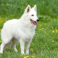 Le Berger Blanc Suisse