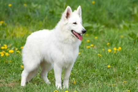 Berger blanc suisses dans la nature