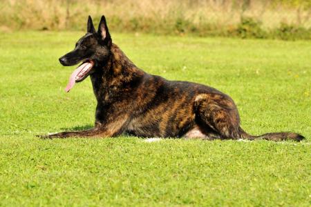 Berger hollandais couche sur l herbe