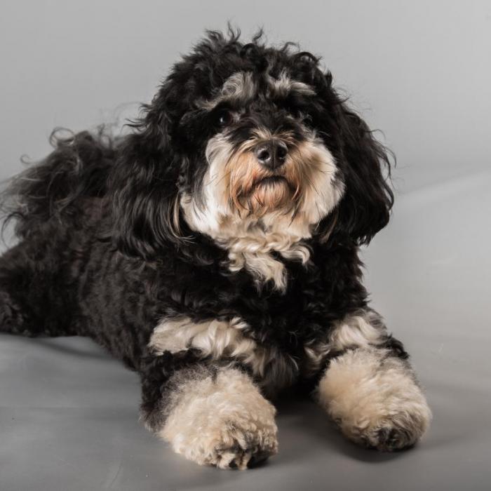 Tout Savoir Sur Le Bichon Havanais