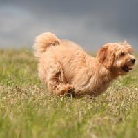 Bichon Havanais qui court