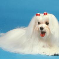 Le Bichon Maltais