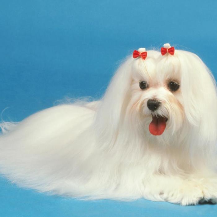 Tout Savoir Sur Le Bichon Maltais