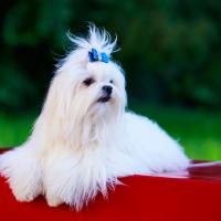 Bichon Maltais avec un noeud bleu