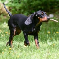 Black and Tan Coonhoun en forêt avec un bâton