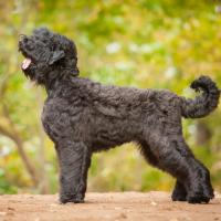 Black Russian Terrier en forêt