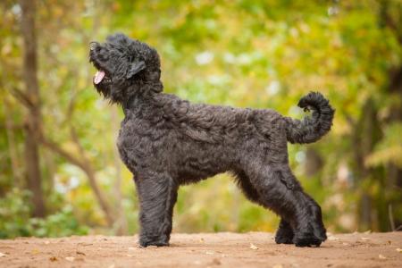 Black russian terrier en foret