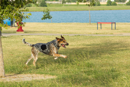 Bluetick Coonhound qui court au bort d'un lac