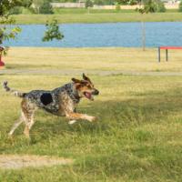 Bluetick Coonhound qui court au bort d'un lac