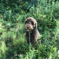 Bobby, 12 mois, le Caniche de Ana Marie