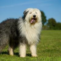 Bobtail qui tire la langue