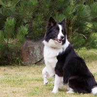 Border Collie assis dans la nature