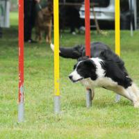 Border collie qui fait de l'agility