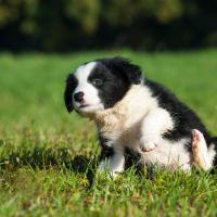 Chiot Border collie dans l'herbe