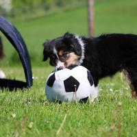 Chiot Border Collie avec son ballon