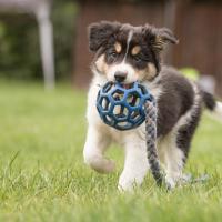 Chiot Border Collie avec son jouet