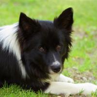 Border Collie couché dans l'herbe