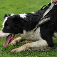 Border Collie avec son harnais