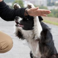 Border Collie qui apprend des tours