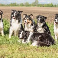 Meute de Border Collie 