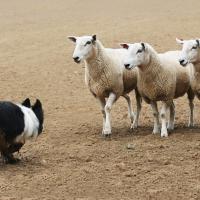 Border Collie qui affronte 3 moutons 