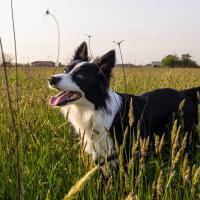 Border Collie dans la nature