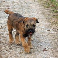 Border Terrier qui trottine dans la forêt