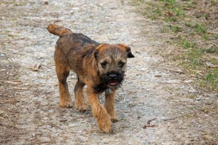 Border terrier qui trottine dans la foret