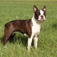 Boston Terrier debout dans un champs