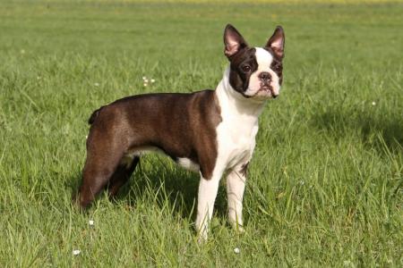 Boston terrier debout dans un champs