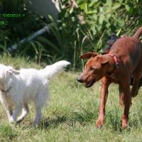 Boubou, un petit Parson Russell Terrier avec ses copains