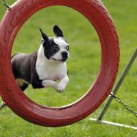 Terrier de Boston qui fait de l'agility