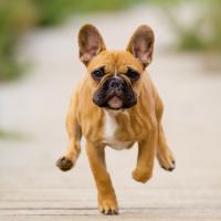 Chiot Bouledogue Français qui court