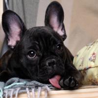 Chiot Bouledogue Français qui se lèche