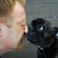 Chiot Bouledogue Français avec son maitre