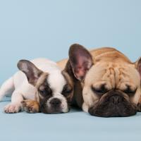 Chiot Bouledogue Français avec sa maman