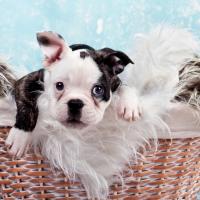 Chiot Bouledogue Français dans son panier