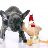 Chiot Bouledogue Français avec sa peluche